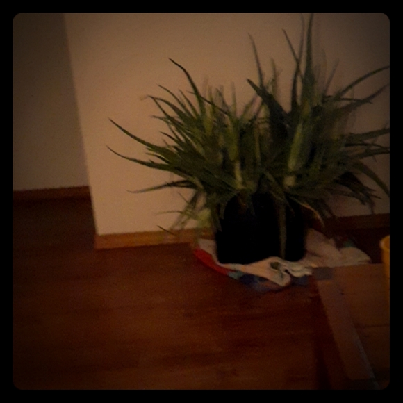 Aloe vera - Picture 1 of 3